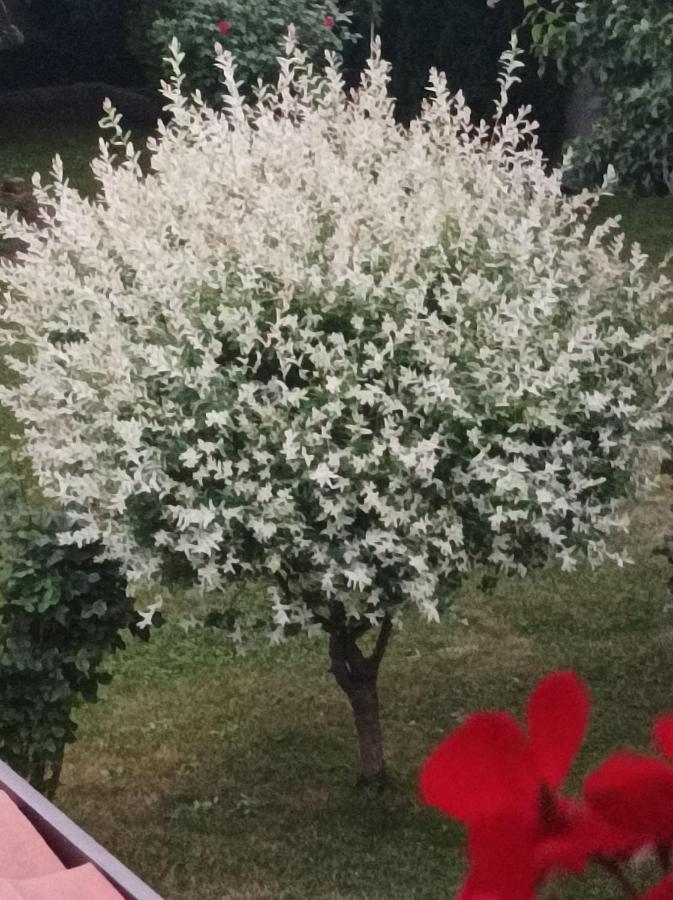 Guesthouse Dida Sapareva Banya Dış mekan fotoğraf