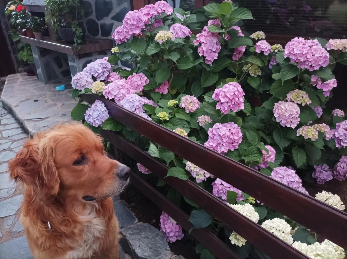 Guesthouse Dida Sapareva Banya Dış mekan fotoğraf