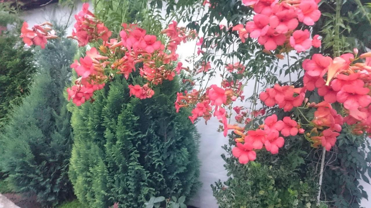 Guesthouse Dida Sapareva Banya Dış mekan fotoğraf